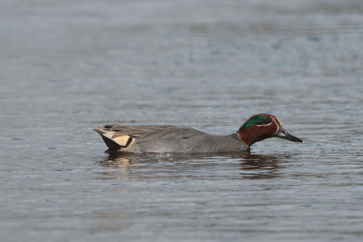 Green-winged Teal - ML549784201