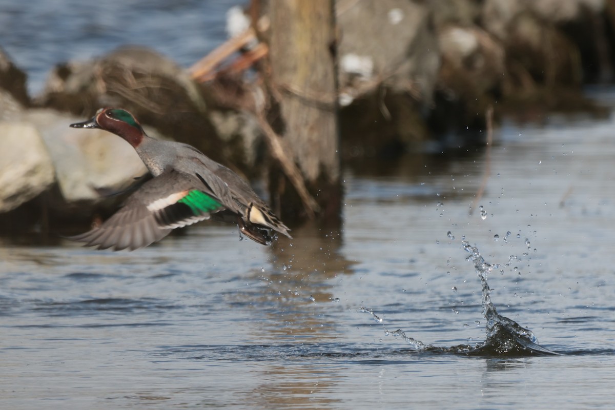 Green-winged Teal - ML549784211