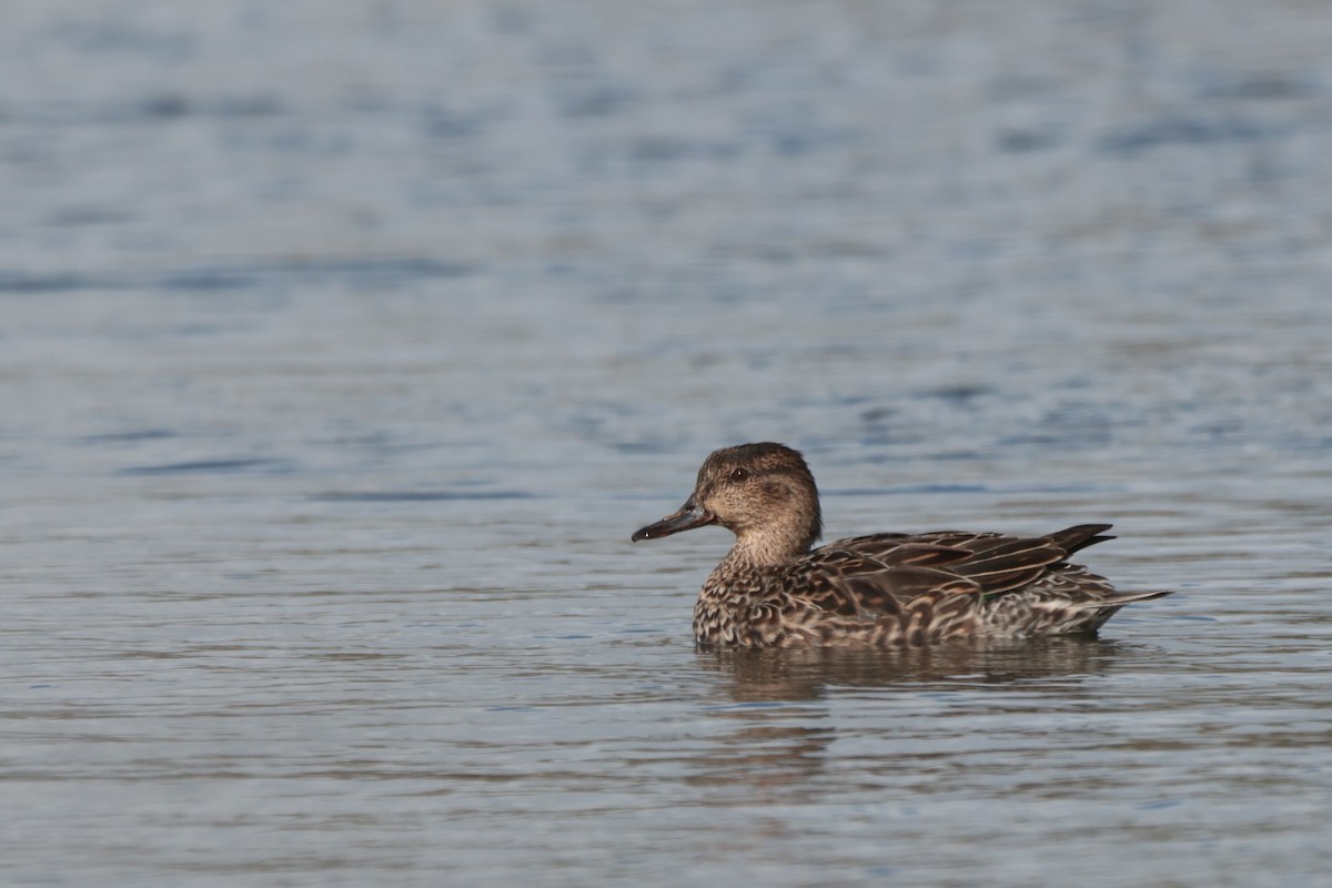 Green-winged Teal - ML549784221