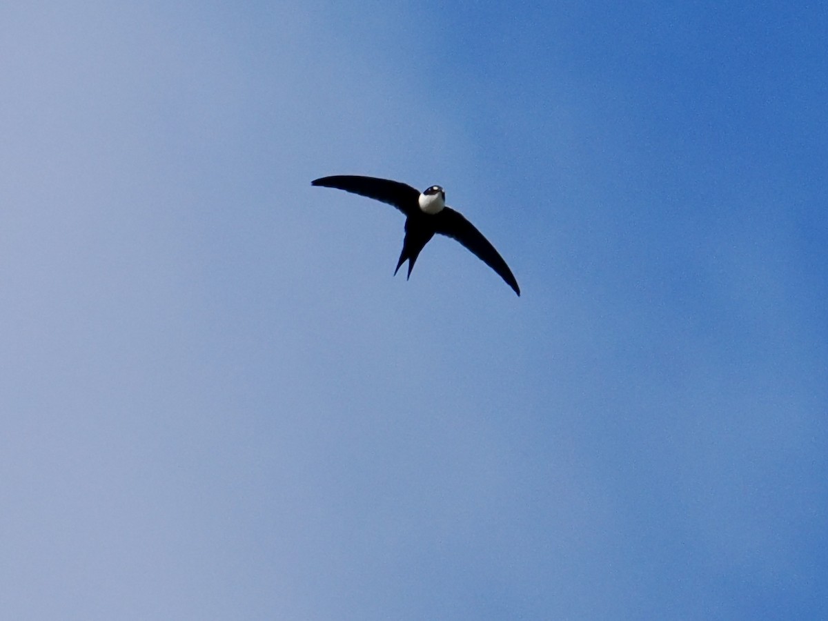 Lesser Swallow-tailed Swift - ML549785111