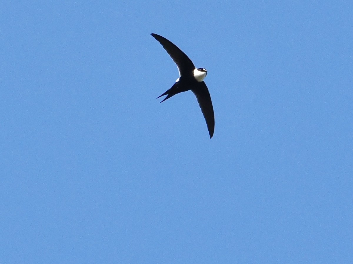 Lesser Swallow-tailed Swift - ML549785121