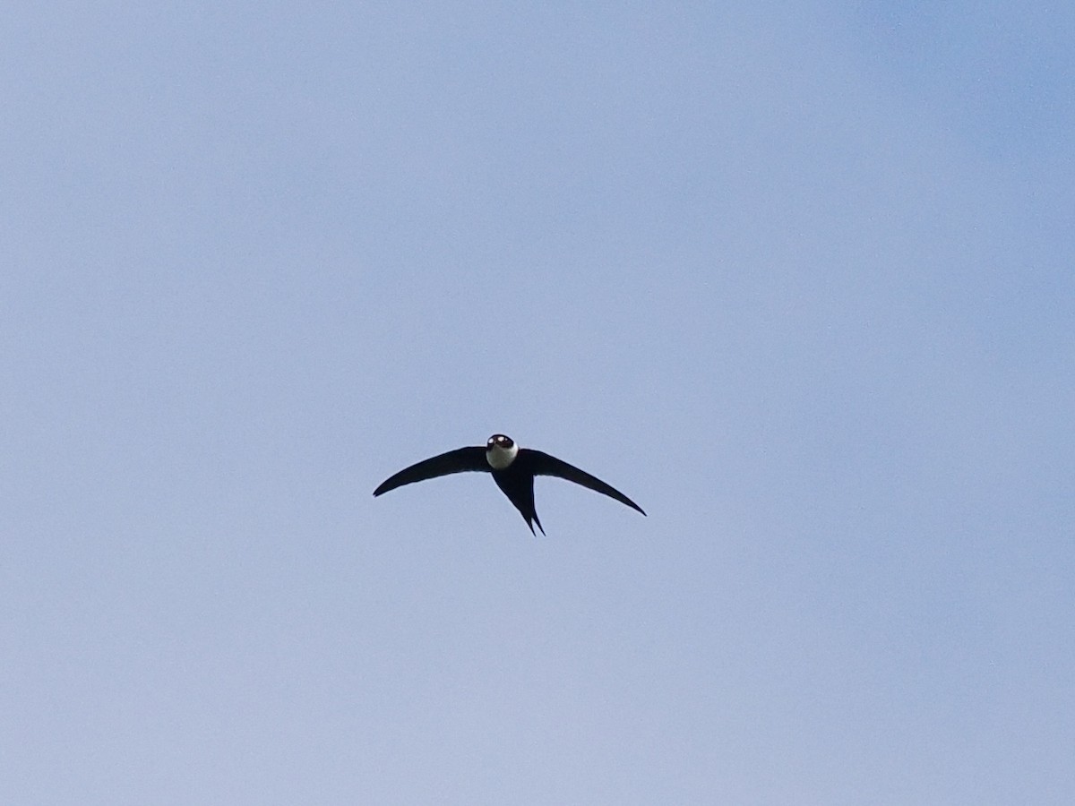 Lesser Swallow-tailed Swift - ML549785131