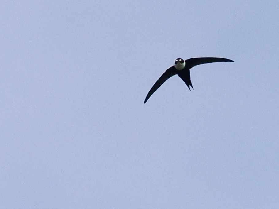 Lesser Swallow-tailed Swift - ML549785151