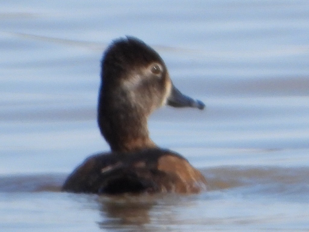 Ring-necked Duck - ML549786211