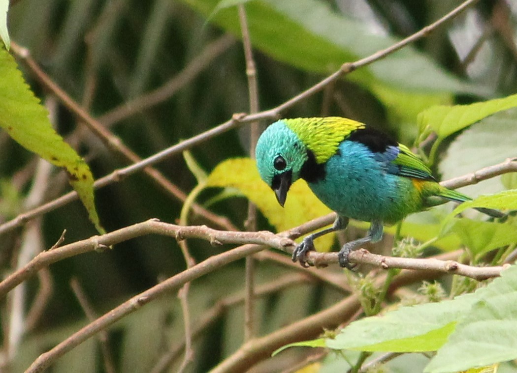 Green-headed Tanager - ML549786411