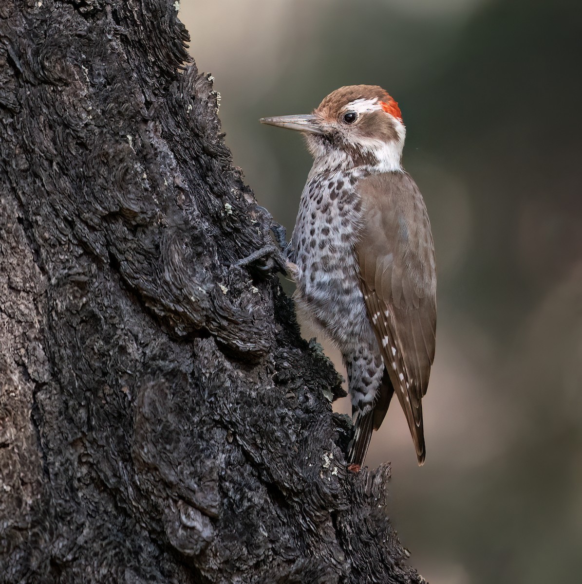 Arizona Woodpecker - Shawn Cooper