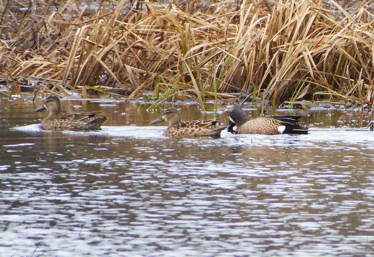 Blue-winged Teal - Dave Cowan