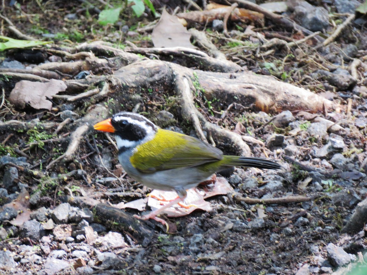 Orange-billed Sparrow (aurantiirostris Group) - ML549786851