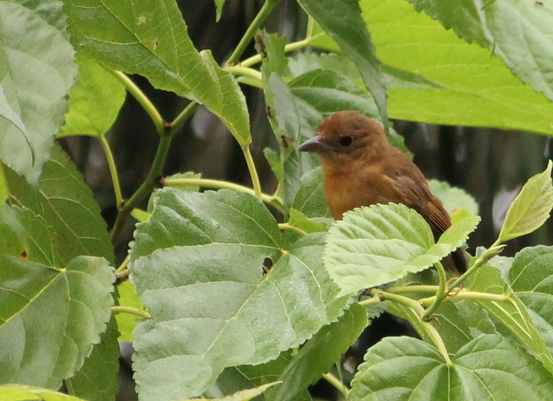 Flame-crested Tanager - ML549787391