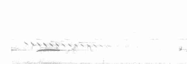 Белобрюхий дронго - ML549794351