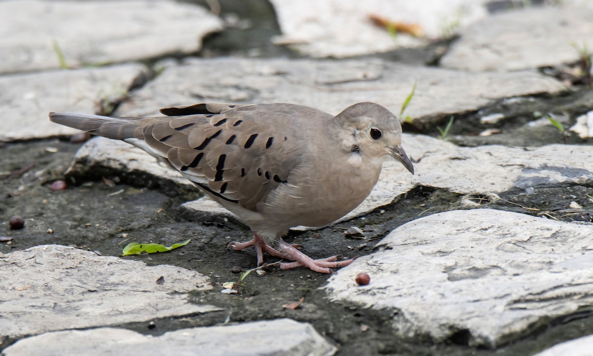 Ecuadorian Ground Dove - ML549796101