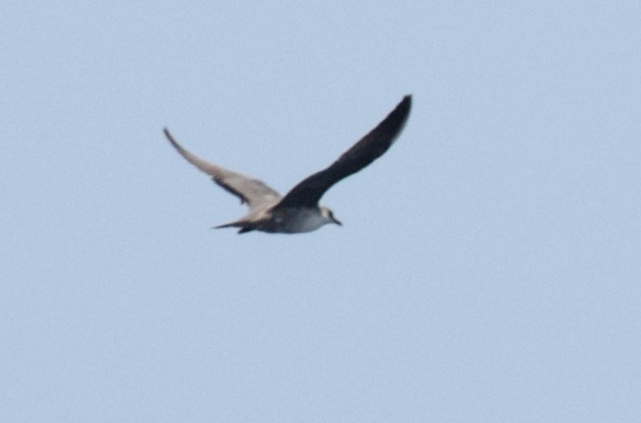 Long-tailed Jaeger - Ryan O'Donnell