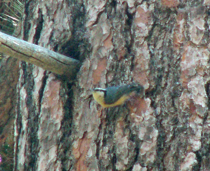 Red-breasted Nuthatch - ML549801321