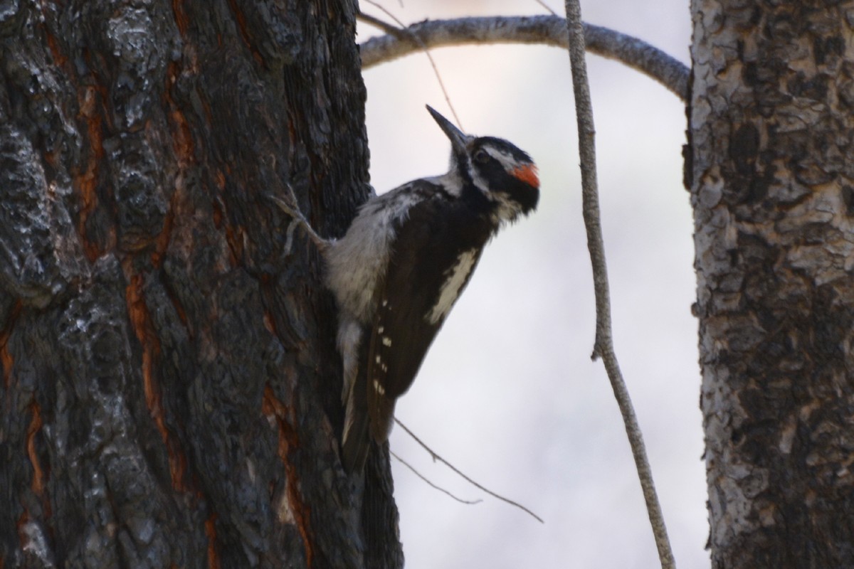 Hairy Woodpecker - ML54980211