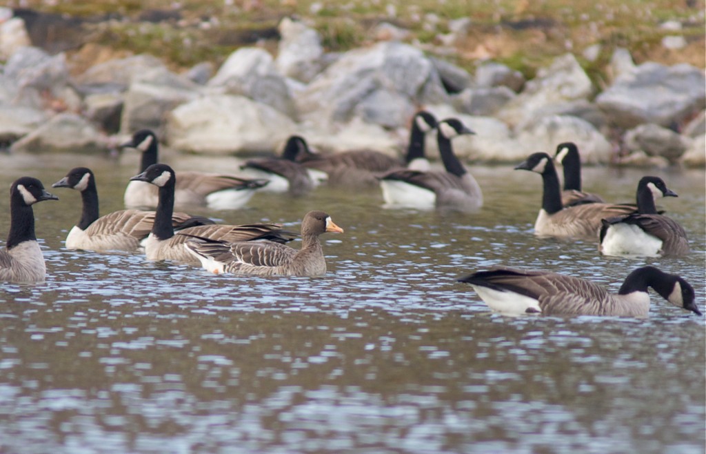 Greater White-fronted Goose (Greenland) - ML549808121