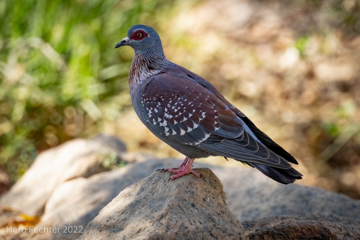 Speckled Pigeon - Herbert Fechter
