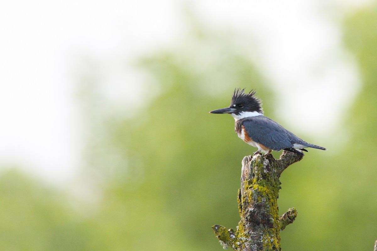Belted Kingfisher - ML549811171