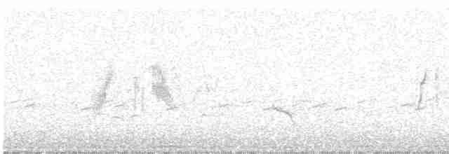 Willow Flycatcher - ML549813231