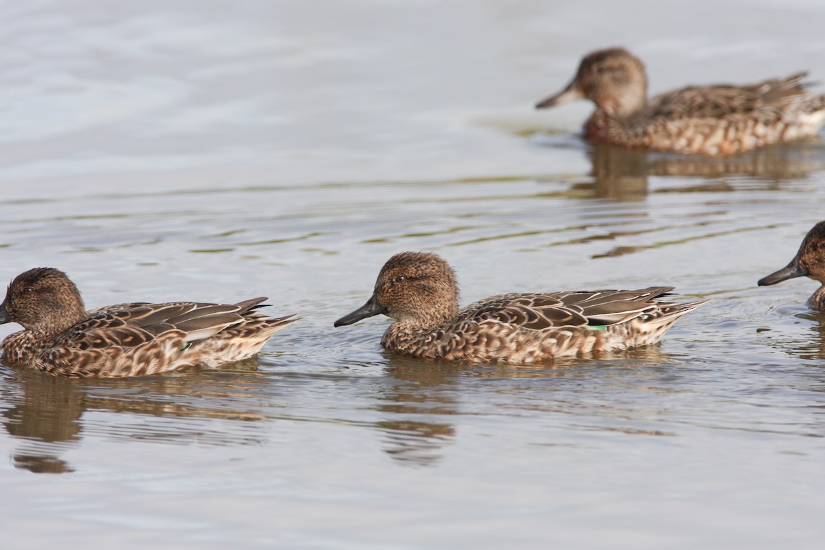 Green-winged Teal - ML549814111