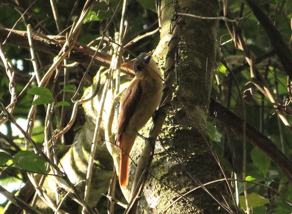 Crested Becard - ML549814721