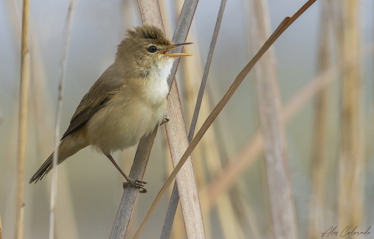 Common Reed Warbler - ML549816421