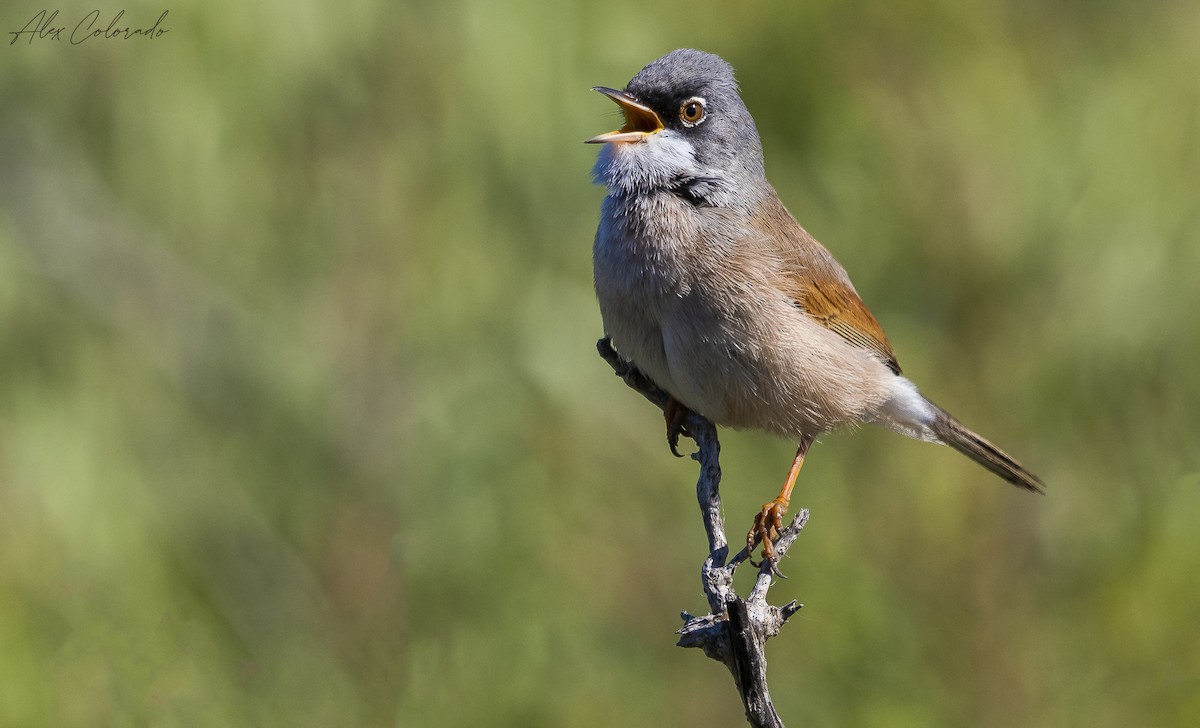 Spectacled Warbler - ML549816591