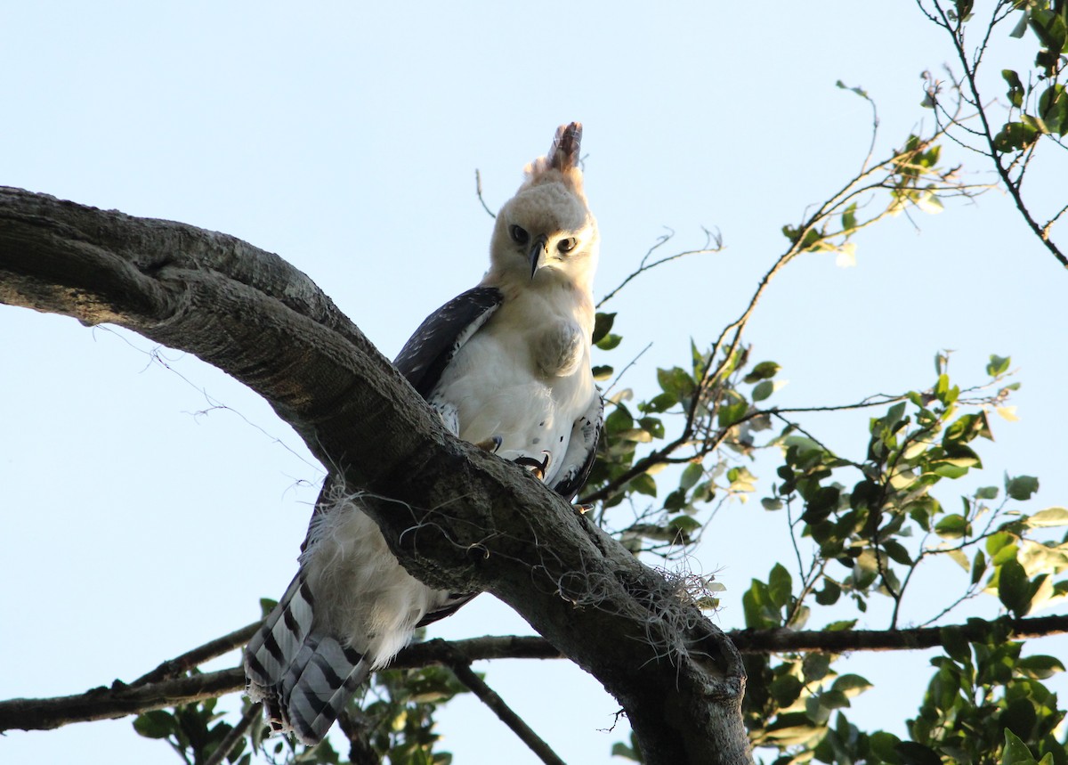 Ornate Hawk-Eagle - Miguel  Magro