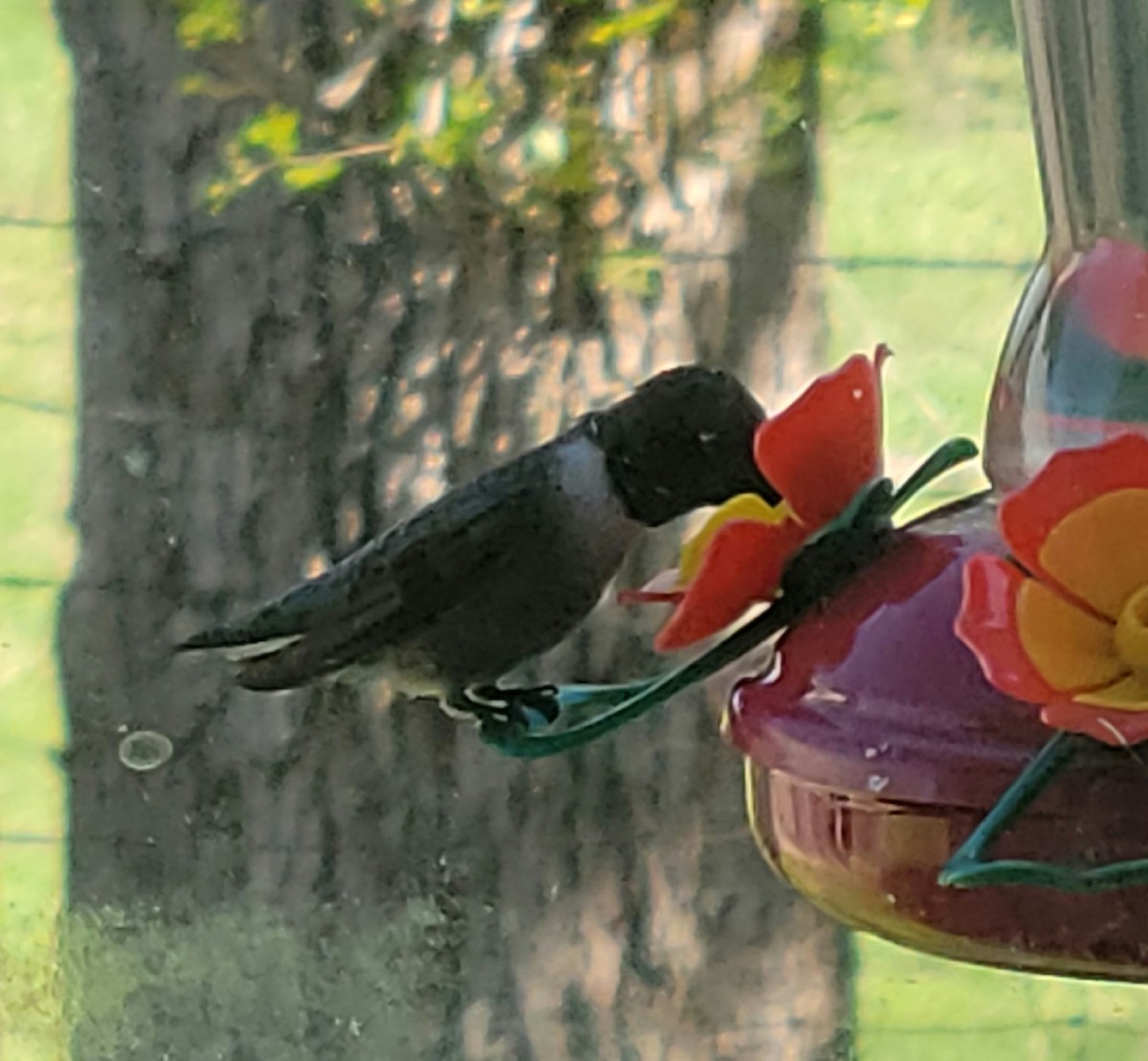Black-chinned Hummingbird - ML549819031
