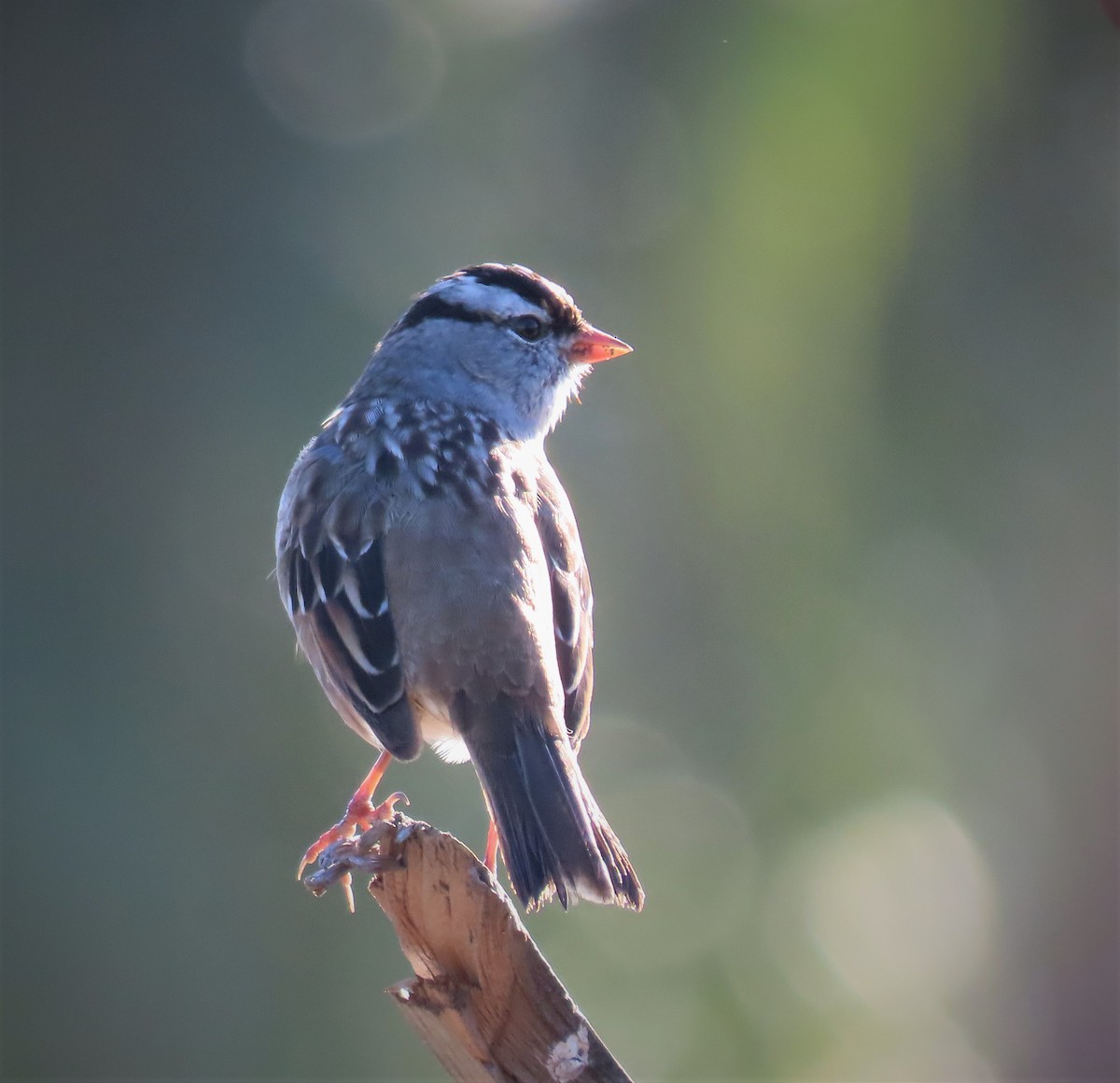 White-crowned Sparrow - ML549826491