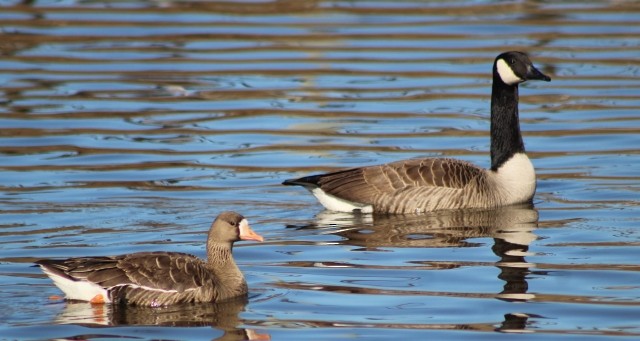 Greater White-fronted Goose - ML549828161