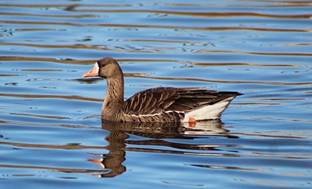 Greater White-fronted Goose - ML549828371