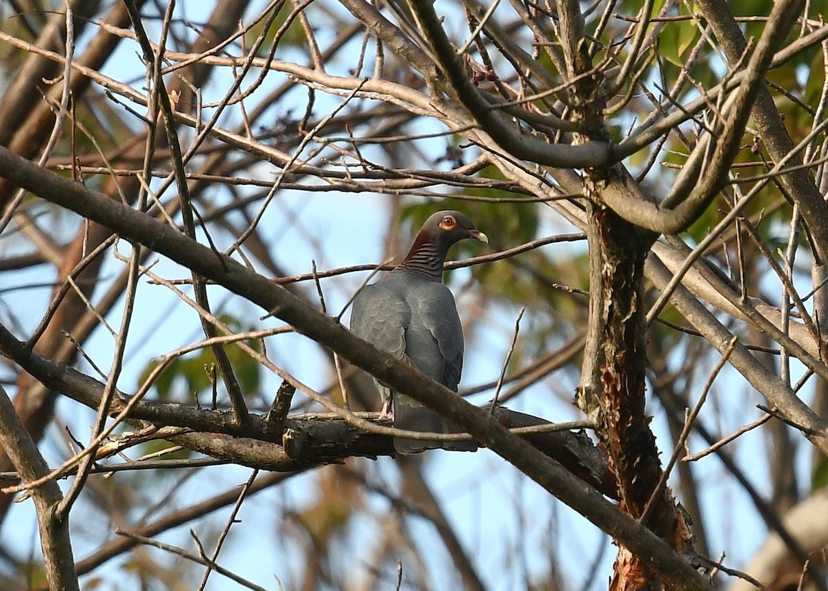 Scaly-naped Pigeon - ML549830881