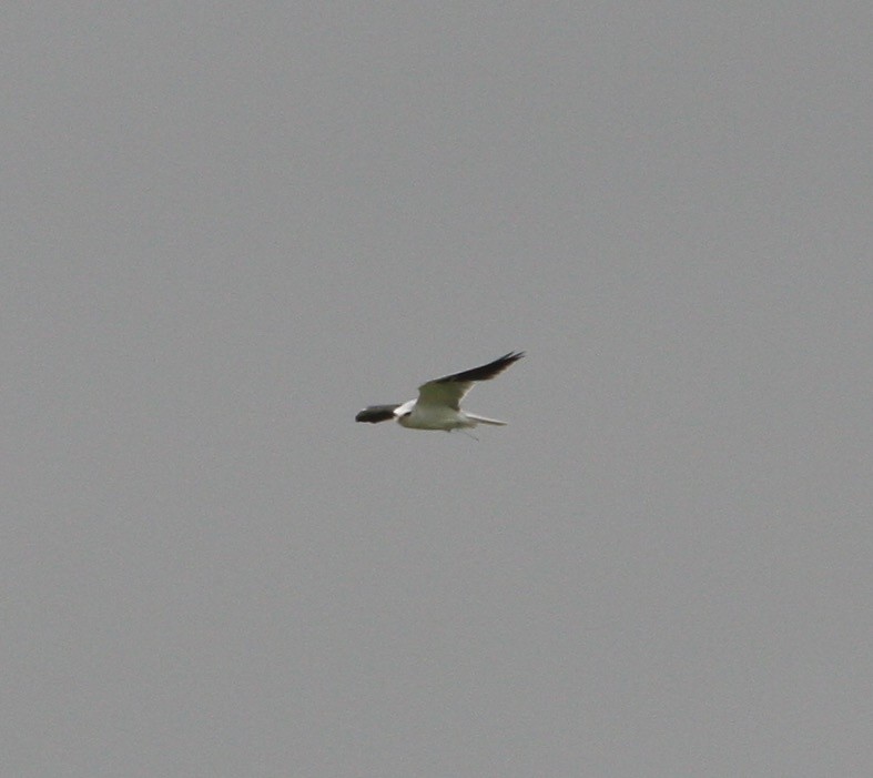 White-tailed Kite - Charlie Plimpton