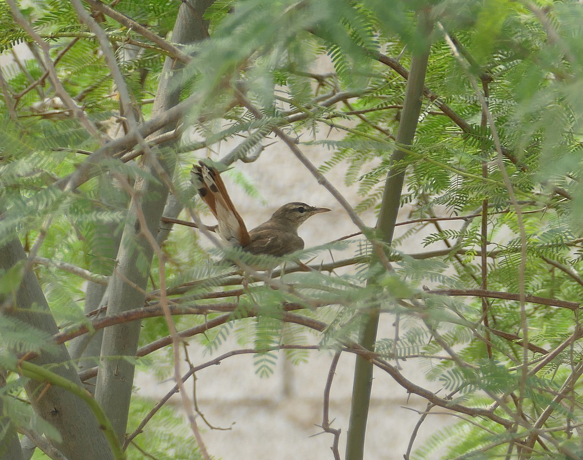Rufous-tailed Scrub-Robin - ML549839881