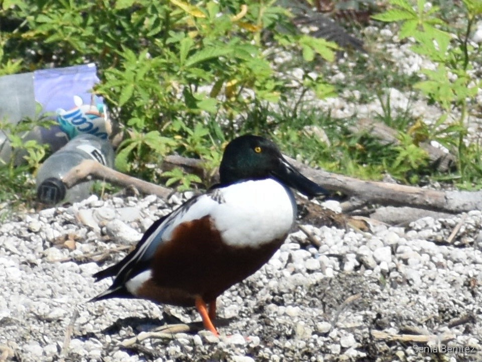Northern Shoveler - ML549840161