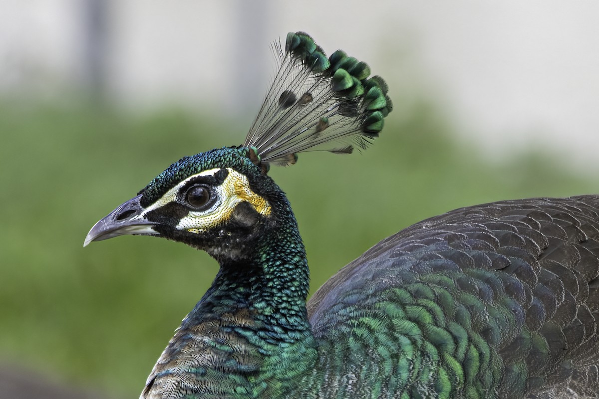 Indian Peafowl - Phil Riebel