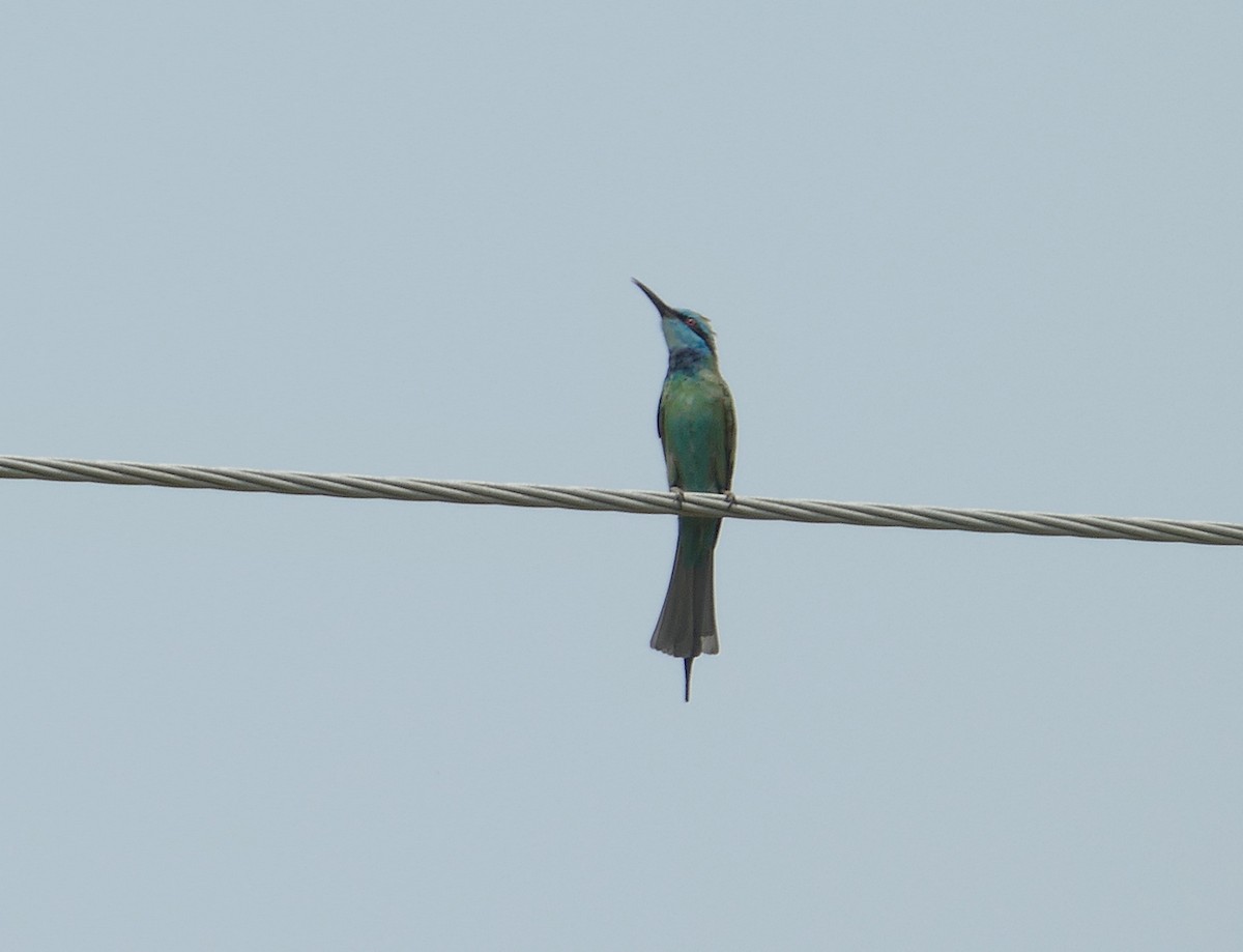 Arabian Green Bee-eater - ML549842511