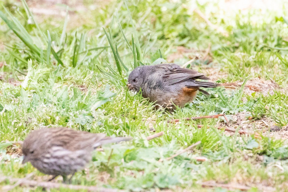 Plain-colored Seedeater - ML549842961