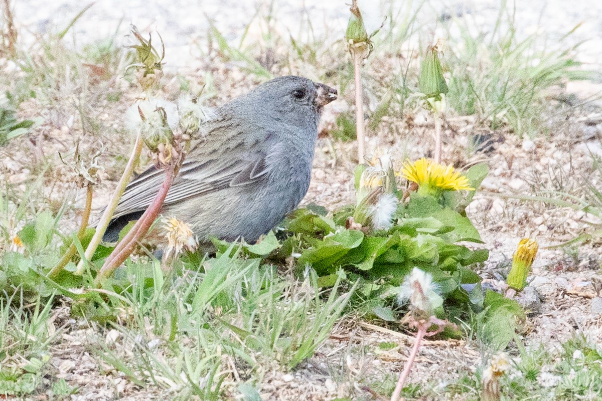 Plain-colored Seedeater - ML549843121