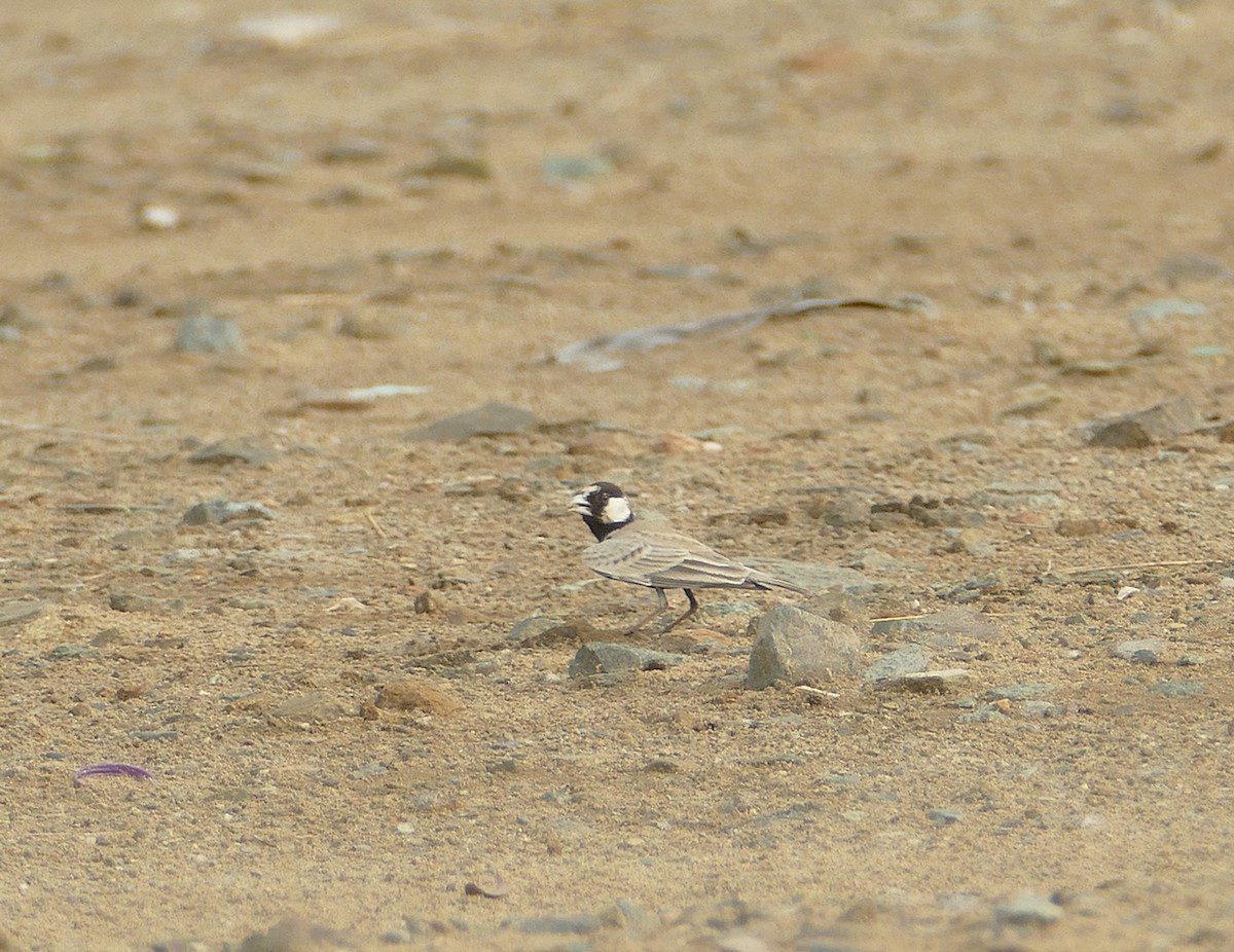 Black-crowned Sparrow-Lark - ML549844521
