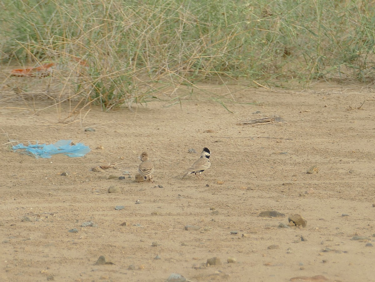 Black-crowned Sparrow-Lark - ML549844531