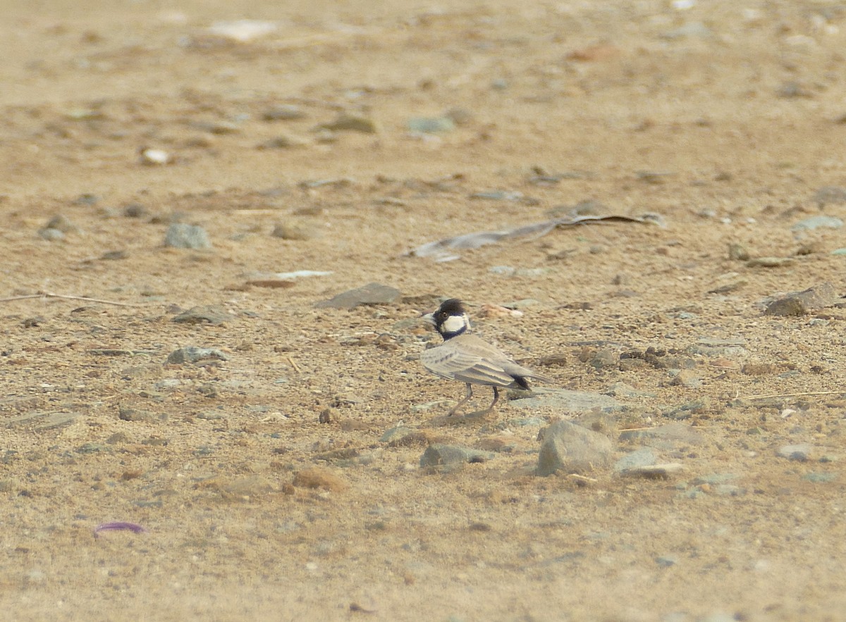 Black-crowned Sparrow-Lark - ML549844541