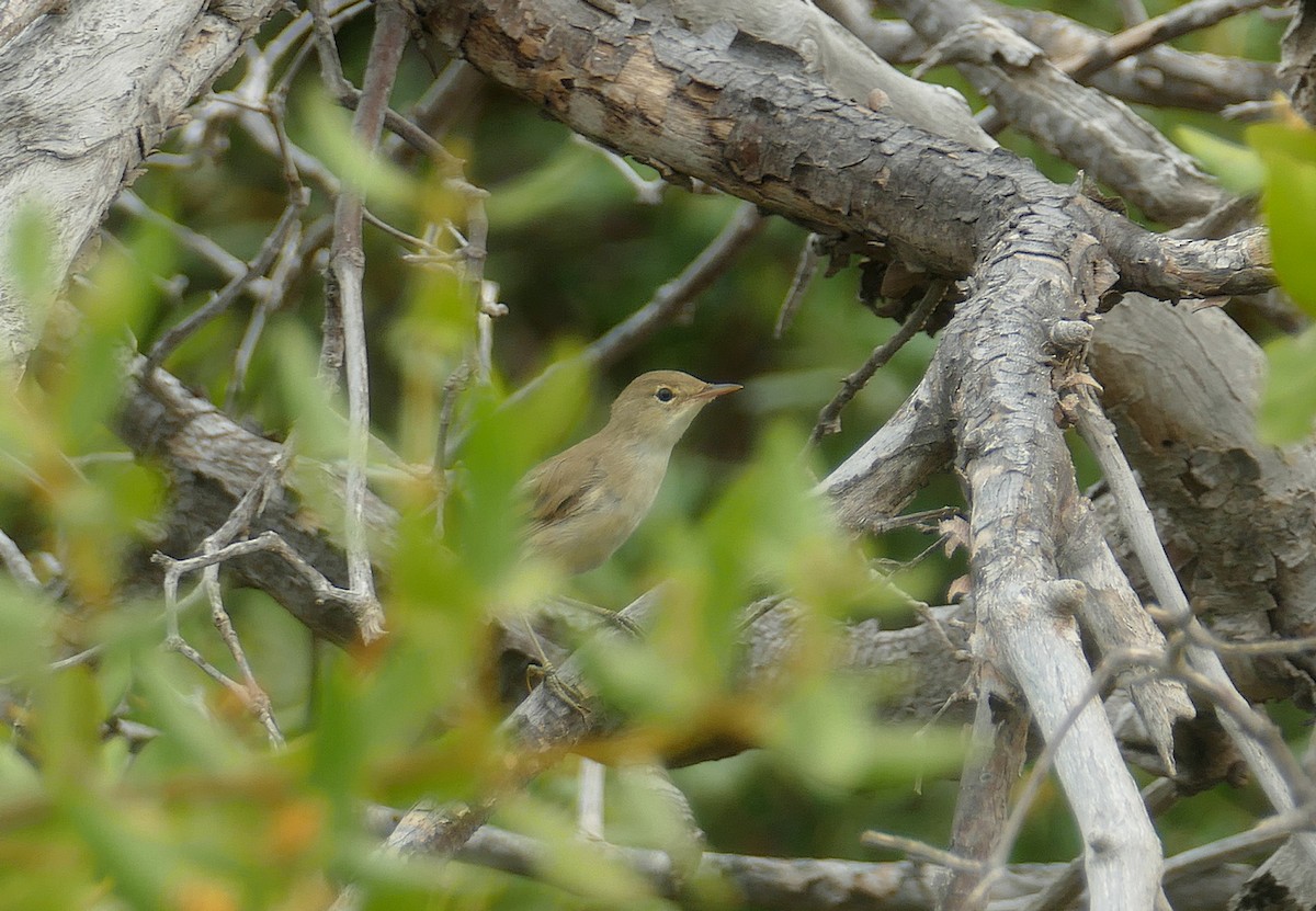 Common Reed Warbler (Mangrove) - ML549844641