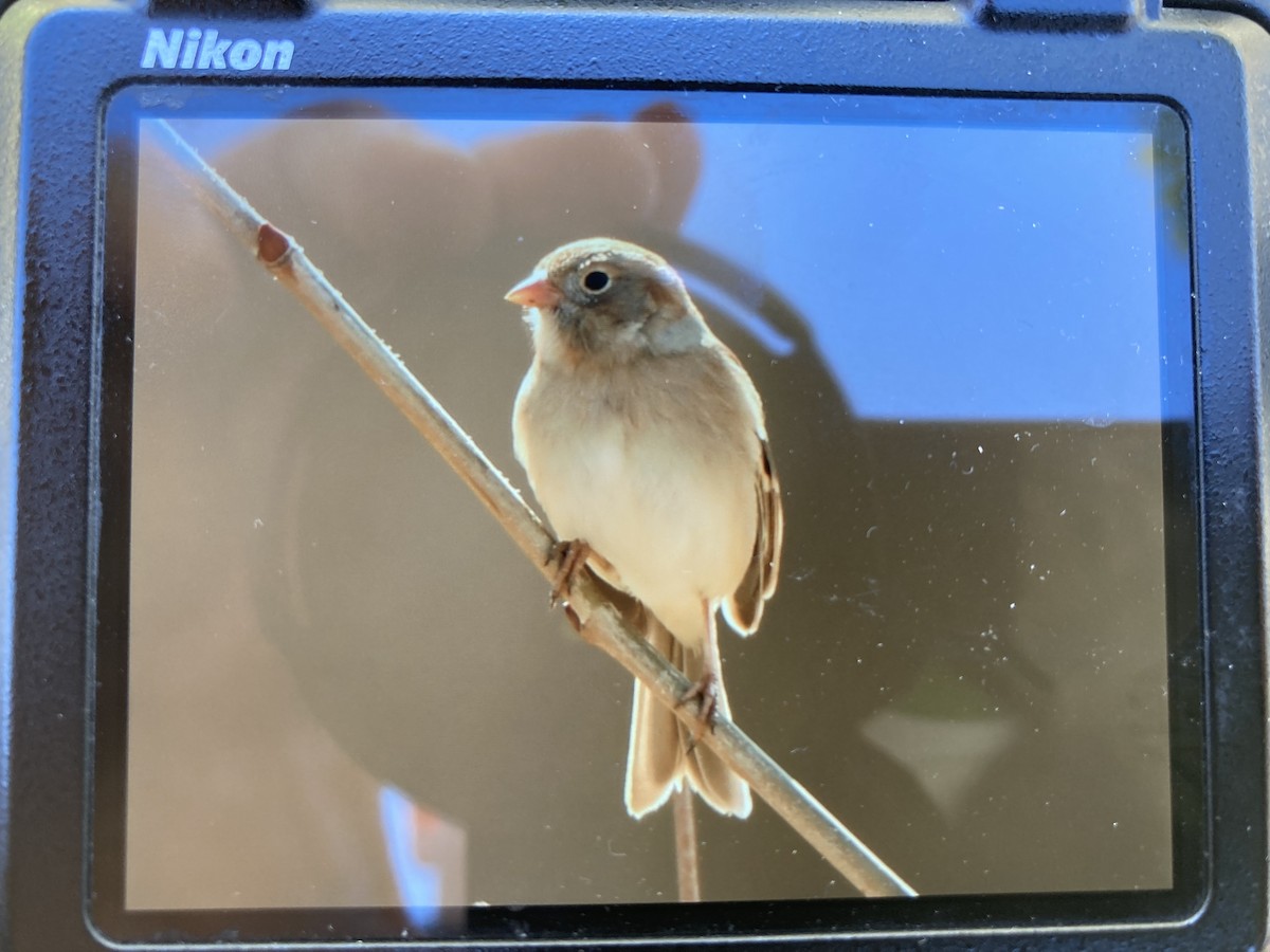 Field Sparrow - ML549844801