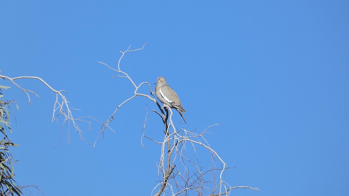 White-winged Dove - ML549845671