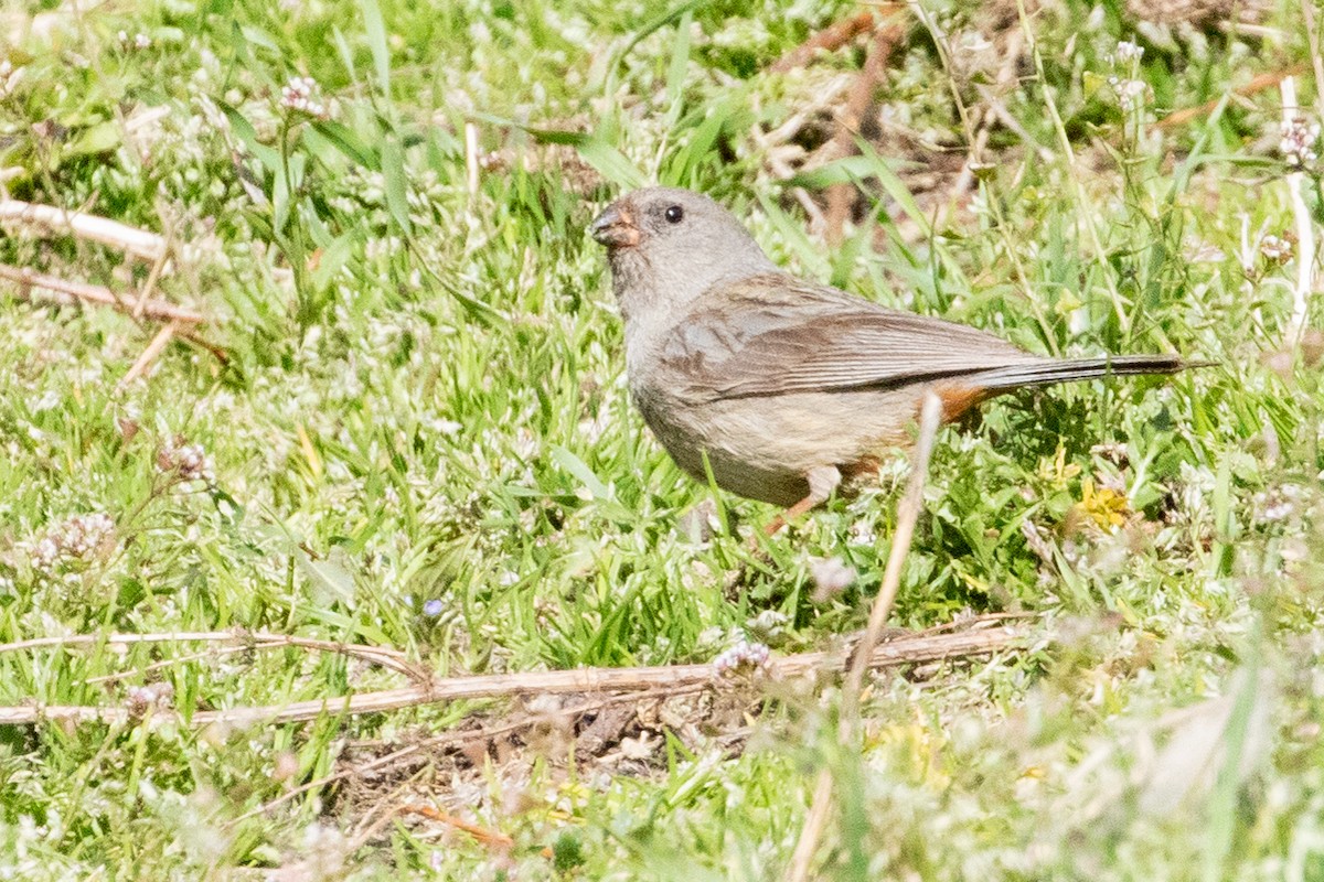 Plain-colored Seedeater - ML549847981