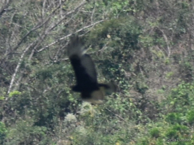 Zone-tailed Hawk - ML549848371