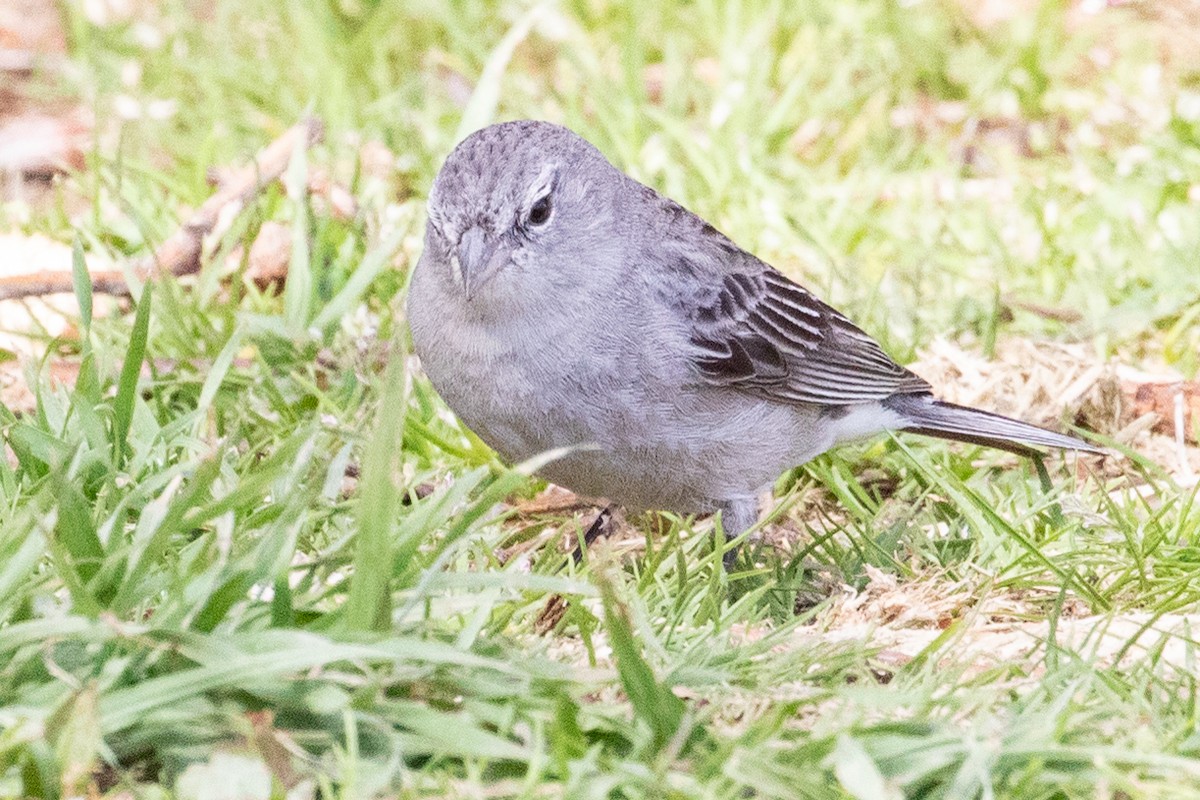 Plumbeous Sierra Finch - Sue Wright