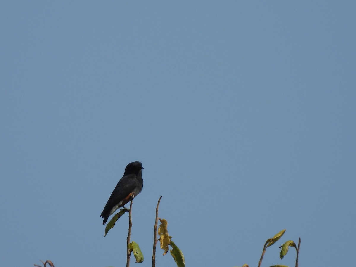 Swallow-winged Puffbird - ML549853011
