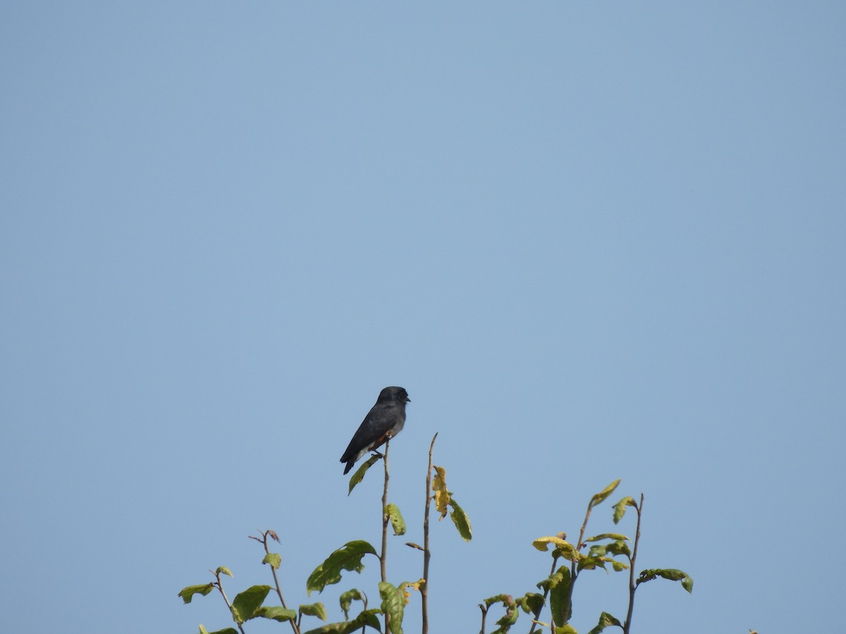 Swallow-winged Puffbird - ML549853021